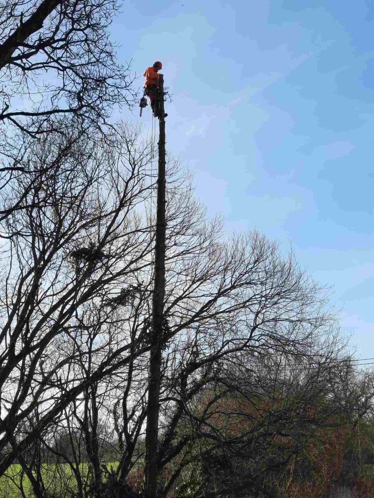 Arborist at the top of a tall tree
