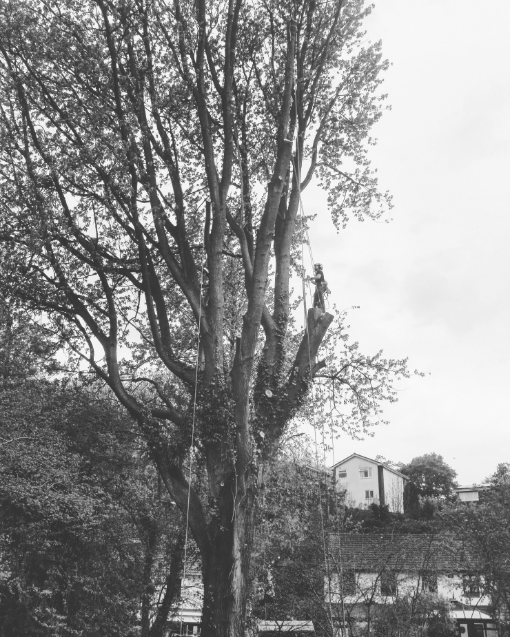 Tree surgeon shaping a huge tree in Exeter